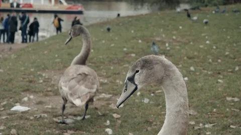 Two Gray Swans Cygnus Olor On The bank of The Vltava River Prague, Czech Stock Footage 82930733