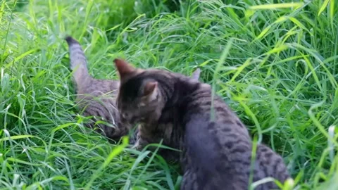 Two Gray tabby cats playing ,jumping and tumbling on green grass in the garden Stock Footage 157093957