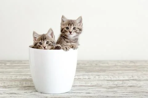 Two gray tabby kittens sitting in white flower pot. Portrait of two adorable Stock Photos