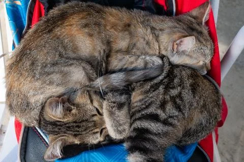 Two gray tabby kittens sleep cuddled together Stock Photos