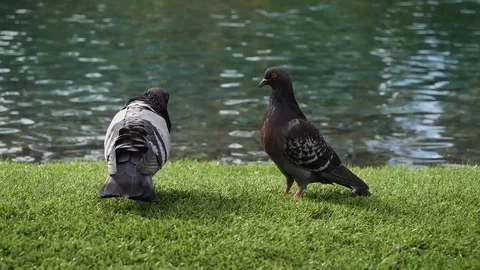Two gray wild pigeons sit on a granite parapet Stock Footage 106602008