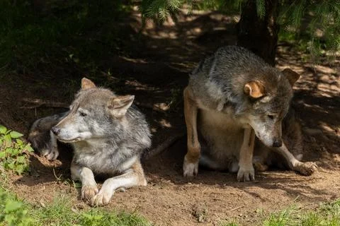 Two gray wolfs sitting next to each other in the shade Stock Photos