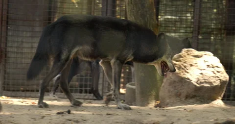 Two gray wolfs walking around cage in a zoo Video stock 255949360