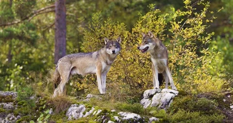Two Gray Wolves in Autumn Forest: A Glimpse into Scandinavian Wildlife Stock Footage 306741992