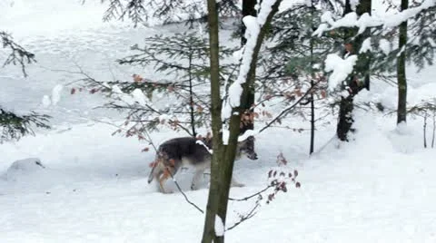 Two gray wolves (Canis lupus) walking in the snowy forest. Stock-Footage 22181554