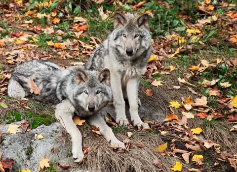 Two gray wolves looking at the camera Foto stock