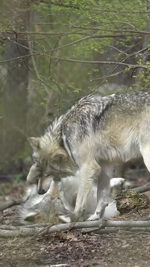 Two Gray Wolves Playing Together in the Forest Stock-Footage 344251087