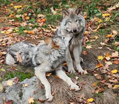 Two gray wolves relaxing Stock Photos