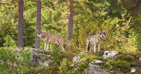 Two Gray Wolves in Scandinavian Forest: Wildlife Observation Stock Footage 302886071