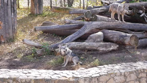 Two gray wolves in a zoo enclosure. One wolf is howling on top of a pile of logs Stock Footage 293077529