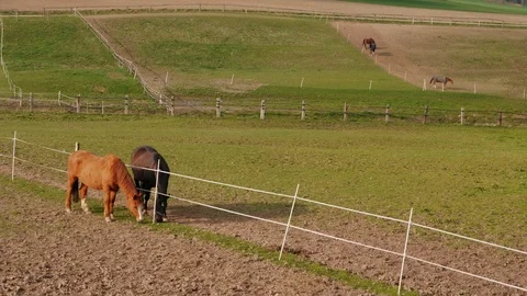 Two grazing horses in farm paddock near fence at spring day Stock Footage 107905101