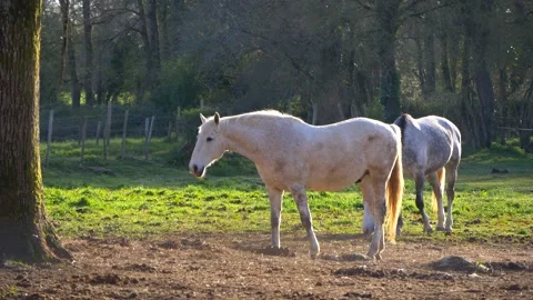 Two Grazing Horses in Sunset Light Stock Footage 234929849