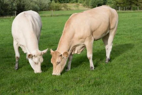 Two grazing light Jersey cows Stock Photos