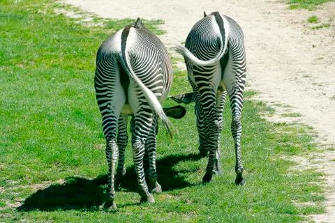 Two grazing zebras Stock Photos