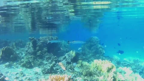 Two Great Barracudas on an Evening Hunt in Las Cabanas, Red Sea Stock Footage 340328258