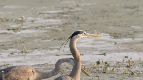 Two great blue herons gather in the morning sun at Orlando wetlands in Florida Stock Footage 128592977