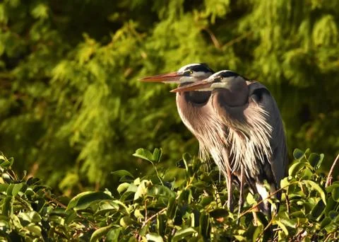 Two Great blue herons side by side Stock-Fotos