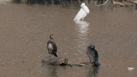 Two Great Cormorants or Black Shags (Phalacrocorax carbo) Birds and White Stock Footage 270071260