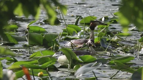 Two great crested grebe birds building a nest together on a lake. Stock Footage 319555604
