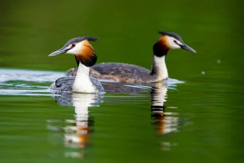 Two Great Crested Grebe Birds Stock Photos