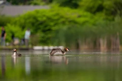 Two Great Crested Grebe floating on the water, with vegetation in the backg.. Foto stock