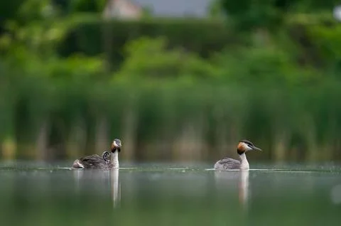 Two Great Crested Grebe floating on the water, with vegetation in the backg.. Foto stock