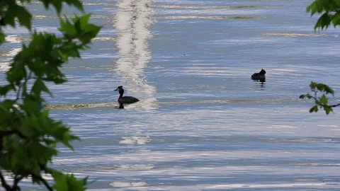 Two great crested grebe on a lake 4k video Видео 333676259