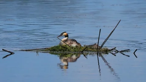 Two great crested grebes building floating nest together with natural sound. Stock Footage 337323838