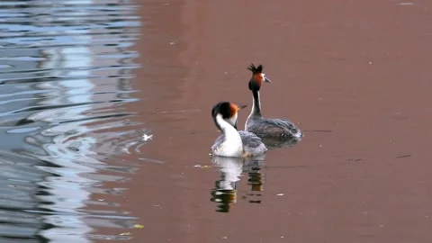 Two Great Crested Grebes Performing Mating Dance In A Calm Canal With Brick.. Stock Footage 336320923