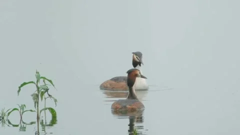 Two great crested grebes swimming in a calm lake on a misty day 库存影片 335248341