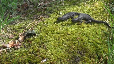 Two Great Crested Newt (Triturus cristatus) on  spring moss Stockbeeldmateriaal 24748743