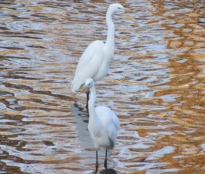 Two Great Egrets (Ardea alba) in the water Stockfoto's