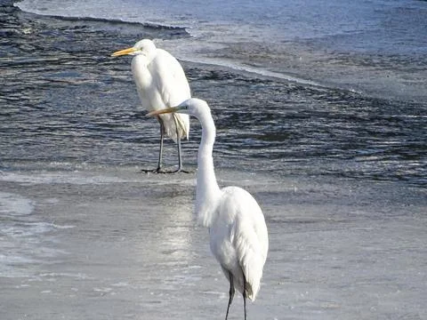 Two Great Egrets (Ardea alba) on an icy river 写真素材