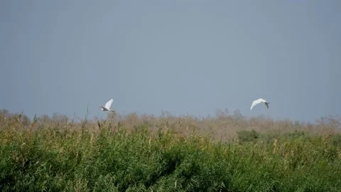 Two great egrets or ardea alba fly over a river or lake . The flight of the Video stock 205816126