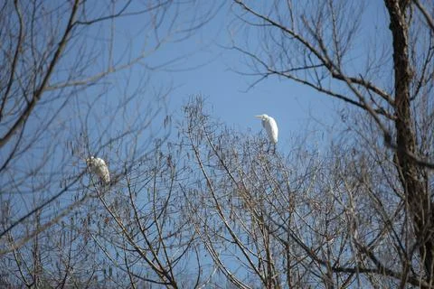 Two Great Egrets Stock Photos