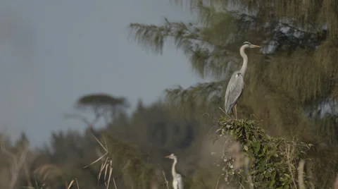 Two Great Egrets sitting on a branch Stock Footage 54680545