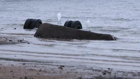 Two great egrets stand near a buried tires on a beach Stock Footage 143769578