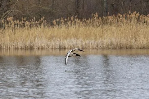 Two great geese fly side by side over the surface of the pond. One goose ha.. Stock Photos