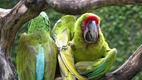 Two Great Green Macaws are sitting on a branch. One of them scratches his head 動画素材 142694239