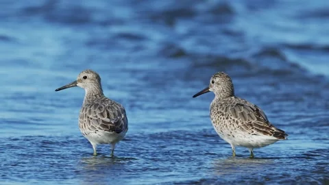 Two great knot in japan Stock Footage 326315885