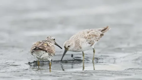 Two Great Knots foraging in japan Stock-Footage 342024065