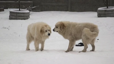 Two Great Pyrenees dogs play on the run Stock Footage 101346637