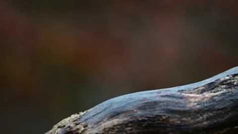 Two great tit looking for food on dead wood Stock Footage 231983012