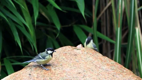 Two great tit parus major on garden Fountain  Stock Footage 215718112