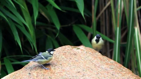 Two great tit parus major on garden Fountain  Stock Footage 246297632