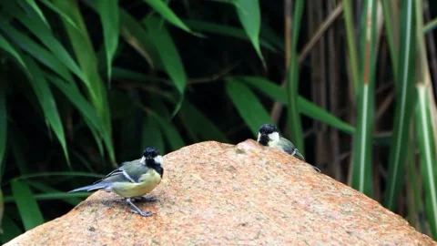 Two great tit parus major on garden Fountain  Stock Footage 246297747