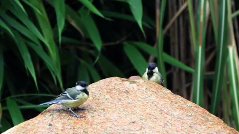 Two great tit parus major on garden Fountain  Video stock 246304623