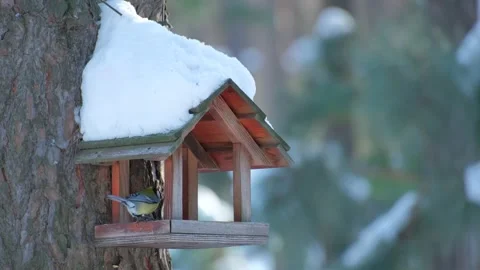 Two Great Tits Flying Near Snowy Bird Feeder Stock Footage 346251439