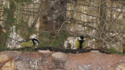 Two Great Tits Land on Feeder and Grab Sunflower Seeds Stock Footage 341683584