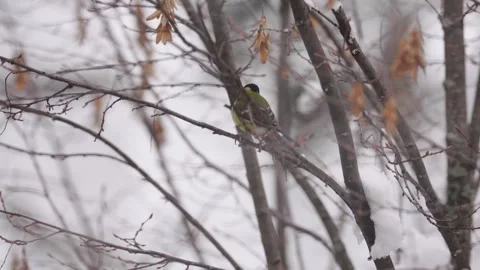 Two great tits perching on a snowy tree branch Stock Footage 329962828